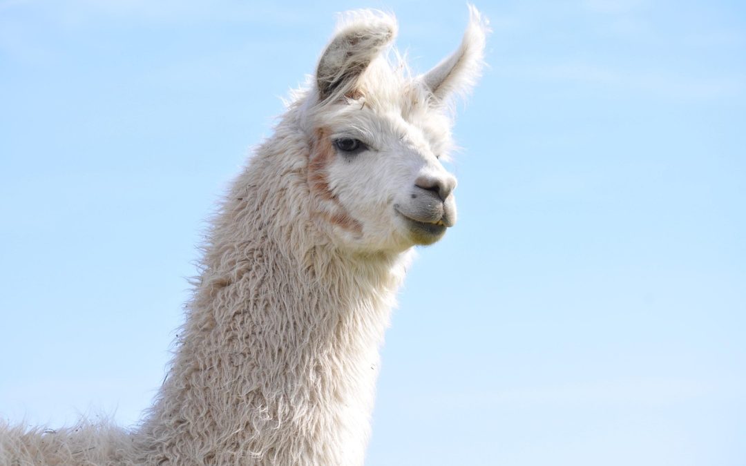 Jadwal Paspor Anak Anti Ribet: Pengalaman Orang Tua